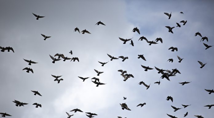 Interpretare vis in care apar pasari care zboara libere pe inaltul cerului