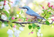 Interpretare vis in care apar pasari ce nu pot zbura