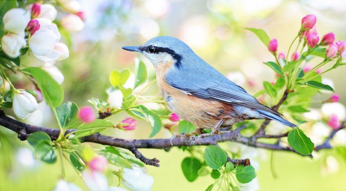 Interpretare vis in care apar pasari ce nu pot zbura
