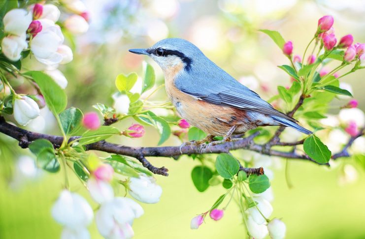 Interpretare vis in care apar pasari ce nu pot zbura