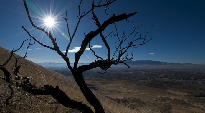 Interpretare vis in care apare un copac ars sau vestejit