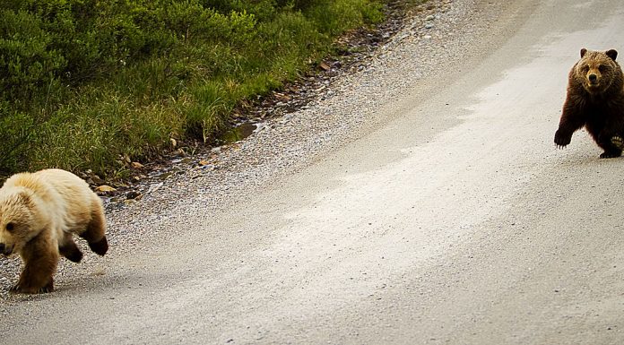 Interpretare vis in care fugi de un urs