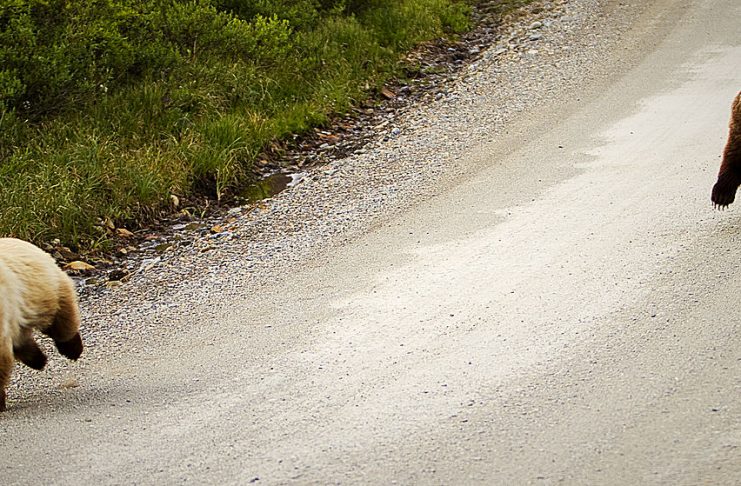 Interpretare vis in care fugi de un urs