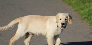 Interpretare vis in care iti vorbeste cainele sau un alt animal de companie