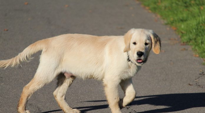 Interpretare vis in care iti vorbeste cainele sau un alt animal de companie