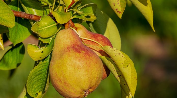 Interpretare vis in care mananci pere