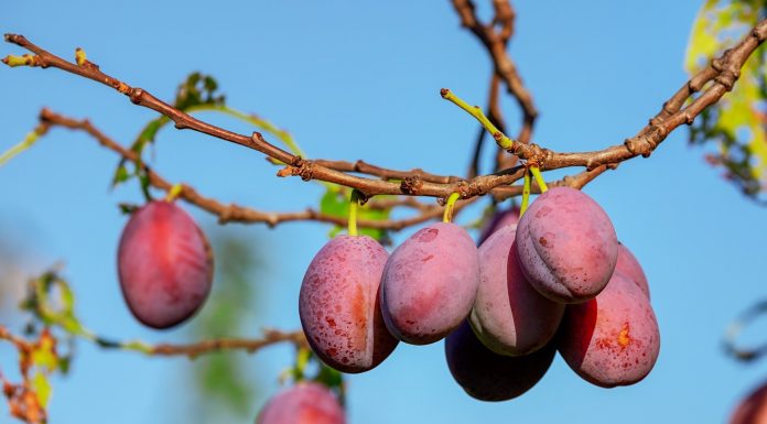 Interpretare vis in care mananci prune