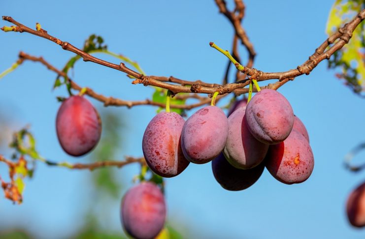 Interpretare vis în care mănânci prune Interpretare vis in care mananci prune