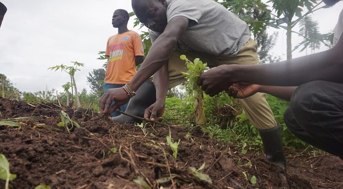 Interpretare vis in care semeni legume sau cereale