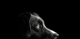 Interpretare vis în care te joci cu un câine negru Interpretare vis in care te joci cu un caine negru