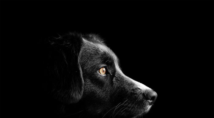 Interpretare vis in care te joci cu un caine negru