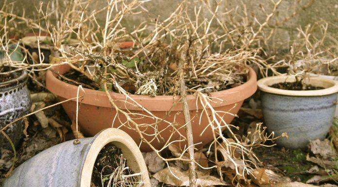 Interpretare vis in care toate plantele incep sa se usuce si sa moara