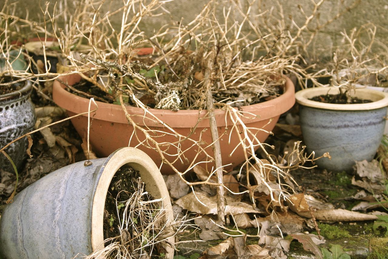 Interpretare vis in care toate plantele incep sa se usuce si sa moara