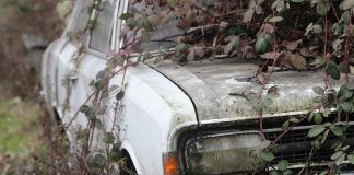 Interpretare vis in care se rastoarna un copac peste masina ta