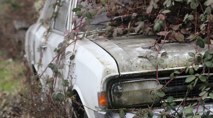 Interpretare vis in care se rastoarna un copac peste masina ta