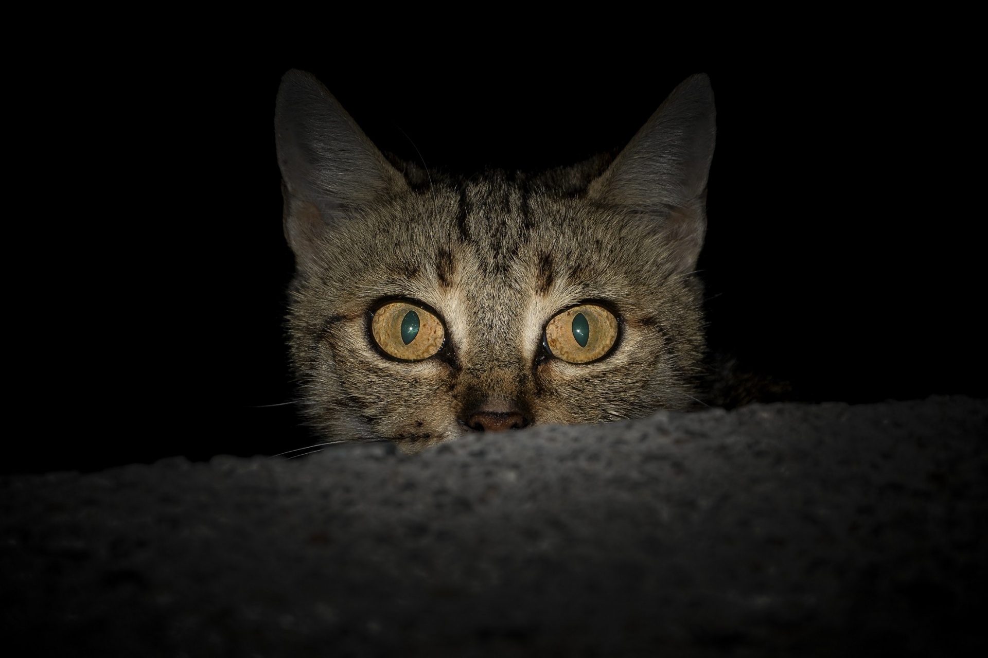 pisica care se ascunde