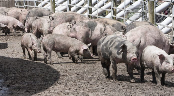 Interpretare vis in care apare un porc sau o ferma de porci