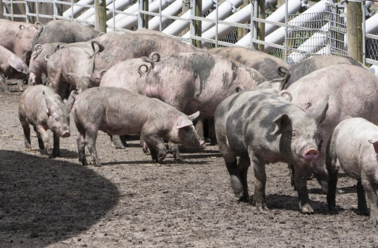 Interpretare vis in care apare un porc sau o ferma de porci