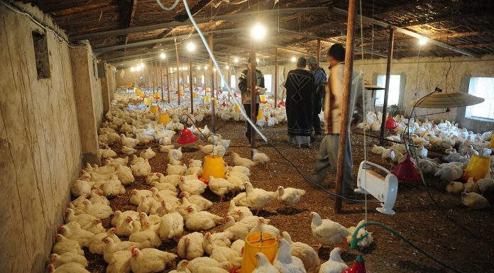 Interpretare vis in care apare un pui, o gaina sau o ferma de gaini