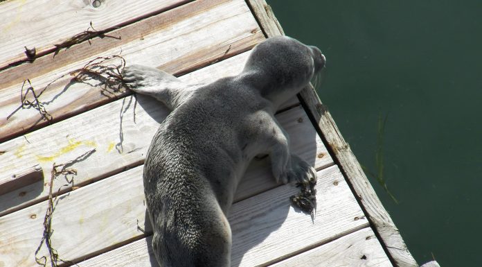 Interpretare vis in care dai nastere unei creaturi ciudate