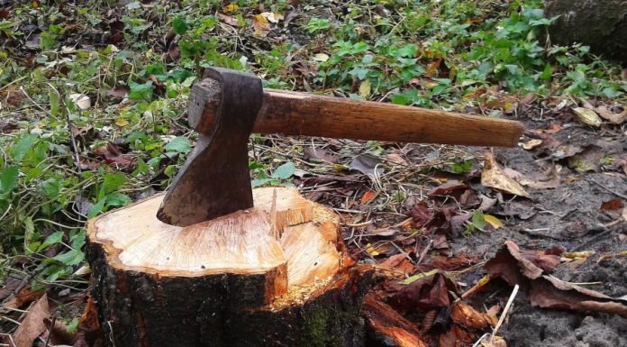 Interpretare vis in care esti in padure si tai copaci