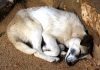 Interpretare vis în care îți moare câinele sau alt animal de companie Interpretare vis in care iti moare cainele sau alt animal de companie
