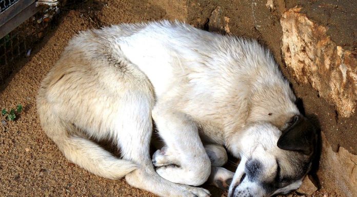 Interpretare vis in care iti moare cainele sau alt animal de companie