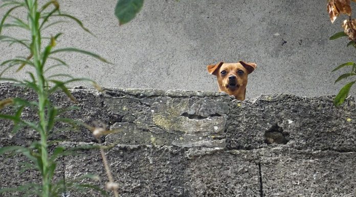 Interpretare vis in care scoti sunete de animale