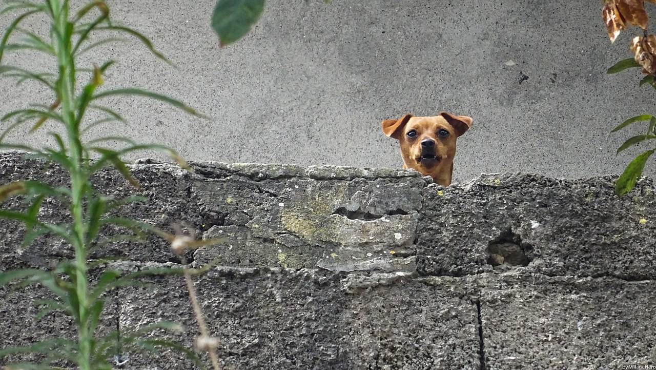 Interpretare vis in care scoti sunete de animale