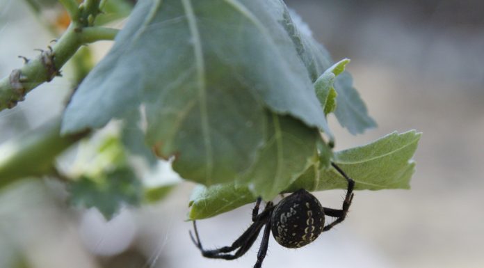 Interpretare vis in care se urca pe tine multi paianjeni negrii