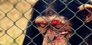 Interpretare vis in care apar animale ranite