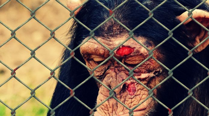 Interpretare vis in care apar animale ranite