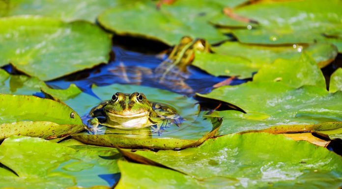 Interpretare vis in care vezi multe broaste sarind in fata ta