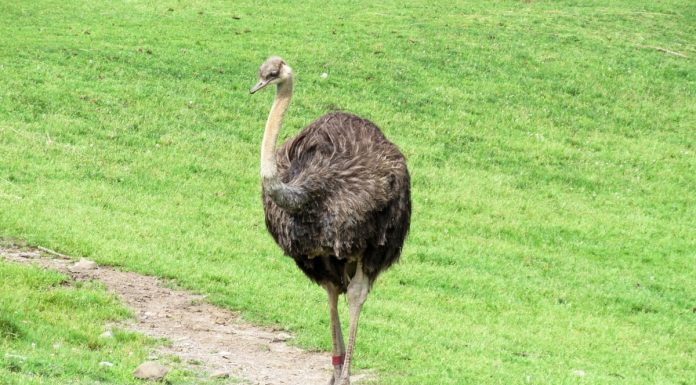 Interpretare vis in care apare un strut