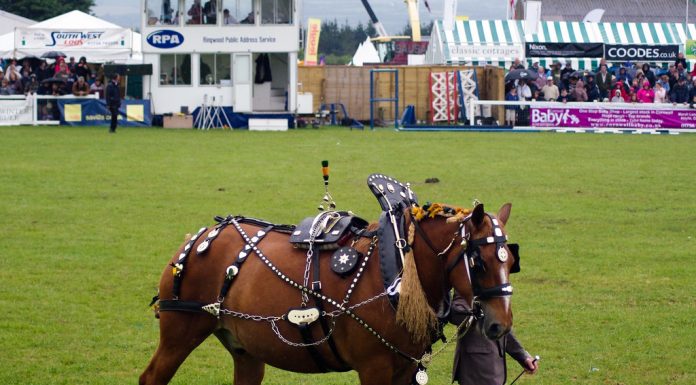 Interpretare vis in care dresezi un cal