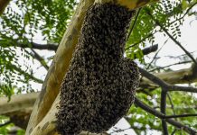 Interpretare vis in care esti atacat de un roi de albine