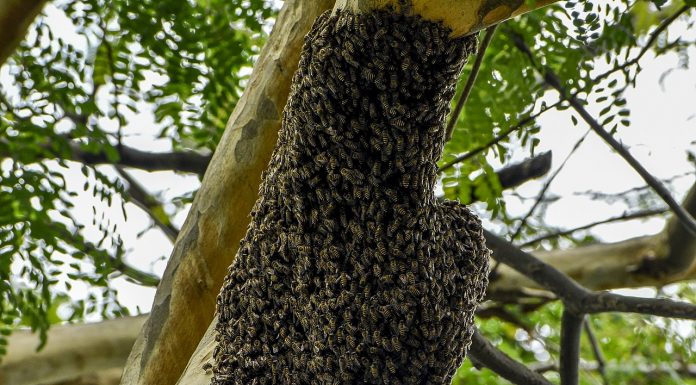 Interpretare vis in care esti atacat de un roi de albine