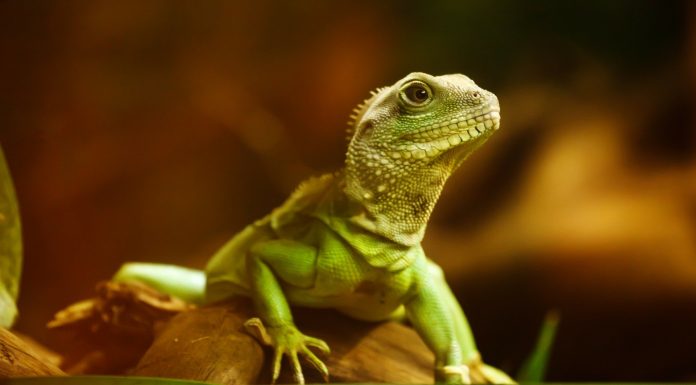 Interpretare vis in care apare o soparla