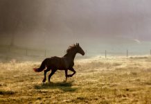 Interpretare vis în care ești lovit de un cal sau o vită