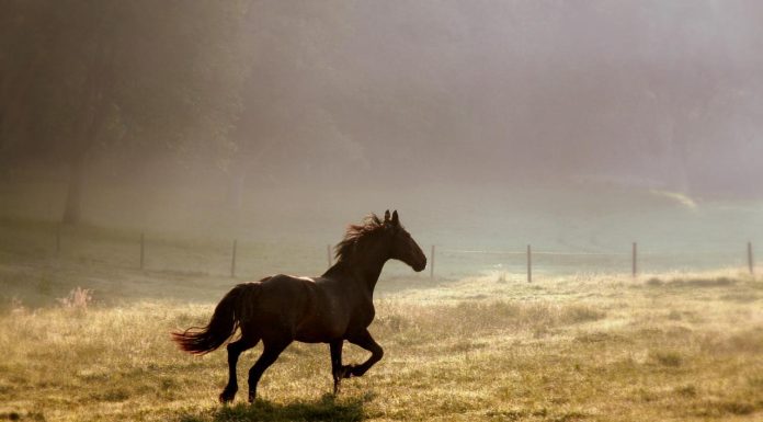 Interpretare vis în care ești lovit de un cal sau o vită