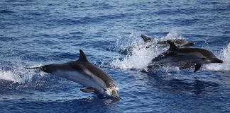 Interpretare vis in care inoti alaturi de delfini