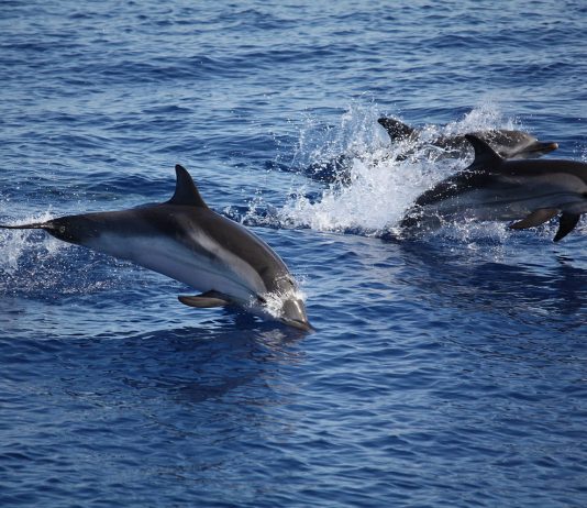 Interpretare vis in care inoti alaturi de delfini