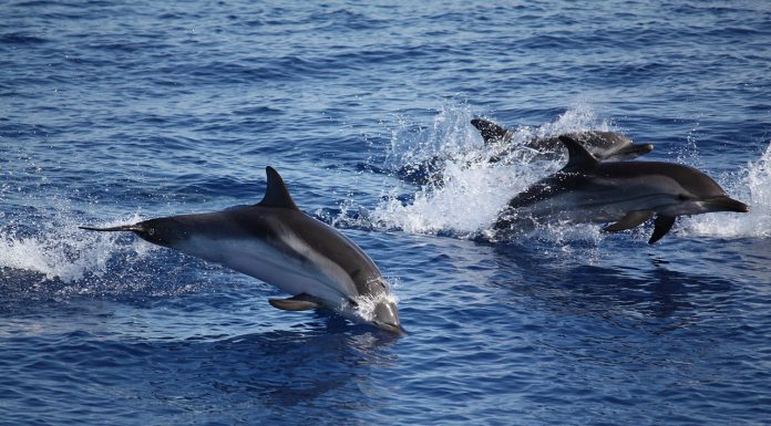 Interpretare vis in care inoti alaturi de delfini