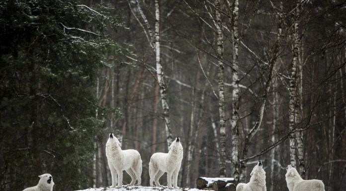 Interpretare vis in care vezi o haita de lupi