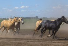 Interpretare vis in care vezi o herghelie de cai negrii alergand