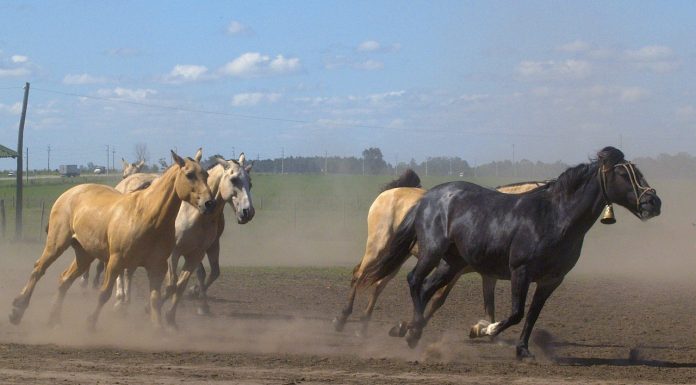 Interpretare vis in care vezi o herghelie de cai negrii alergand