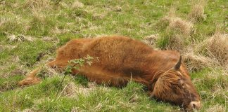 Interpretare vis în care vezi vaci și alte animale moarte Interpretare vis in care vezi vaci si alte animale moarte