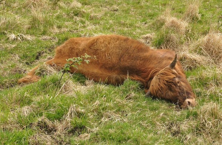 Interpretare vis in care vezi vaci si alte animale moarte