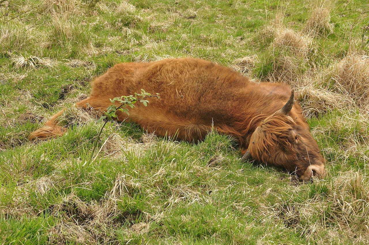 Interpretare vis in care vezi vaci si alte animale moarte