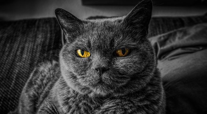 Interpretare vis in care chinuiesti un animal de companie gen caine sau pisica